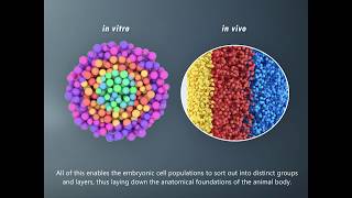 How to build an embryo Morphogenesis Ep I Cell Sorting [upl. by Arabrab109]