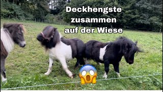 Deckhengste zusammen in der Wiese 😱 [upl. by Niven77]