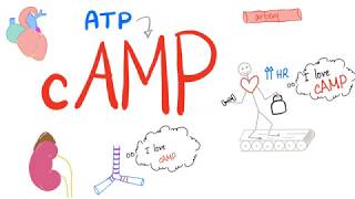 cAMP  ATP ADP cAMP  Adenylate cyclase  Protein Kinase A  Gprotein Cell Signaling  Physio [upl. by Jacklin]