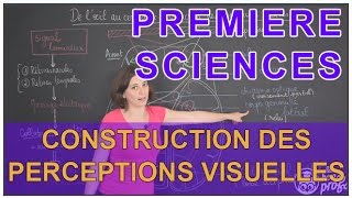 De loeil au cerveau construction des perceptions visuelles  Sciences 1ère ESL  Les Bons Profs [upl. by Nnylhtak]