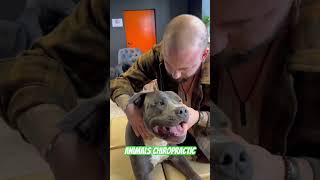 Animals Chiropractic 💚💚asmr dogshorts foryou dogs chiropractic türkiye love [upl. by Eyanaj134]