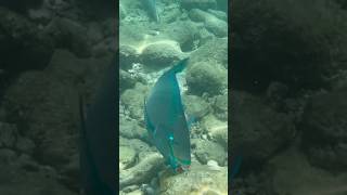 Snorkeling at De Palm Island in Aruba aruba arubavacation arubaonehappyisland caribbean island [upl. by Iridissa]