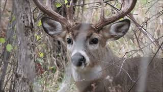 White tailed Deer [upl. by Nilak]