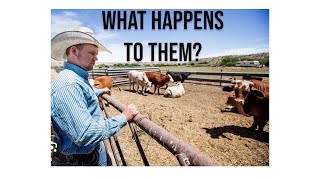 What happens with the cattle we Rope [upl. by Cataldo]