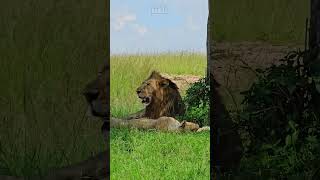 Lion Pride Relaxing  Wildlife ShortsAfrica [upl. by Nwahsal]