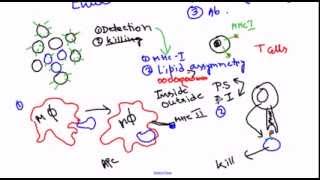 Cancer immunology immune response against cancer [upl. by Akinahc]