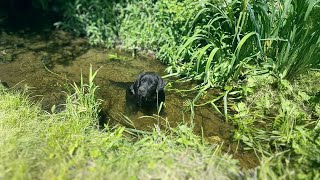 Cried in the Ditch All Night the Disabled Dog hoped the owner Would Accept him [upl. by Pascoe810]