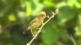 Brightheaded Cisticola  Birdwatching Thailand [upl. by Halsey]