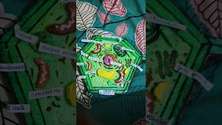 Plant Cell model making using cardboard  biology project  diy science project  bio project [upl. by Lole]