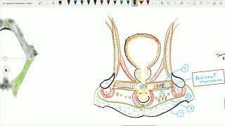 Urogenital Triangle 5 Perineal Membrane [upl. by Gnus]