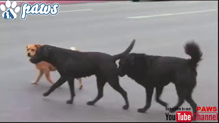 Pitbull amp Rottweiler fight over dominance [upl. by Talia735]