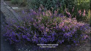 California Native Plant Garden Tour  May Penstemons [upl. by Christiane]