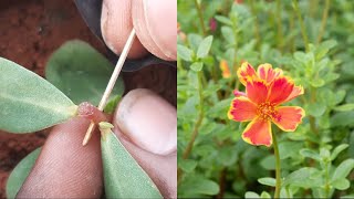 Portulaca plant with moss rose plant grafting  grow multicolor flower [upl. by Yclek]