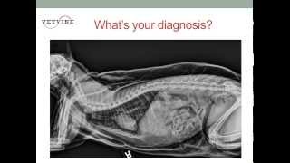 Tracheal Tears in Cats [upl. by Eivla]