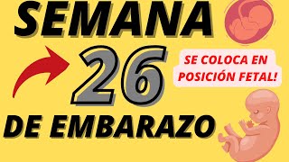 Semana 26 EMBARAZO Sexto mes SEMANA a SEMANA [upl. by Aynatal323]