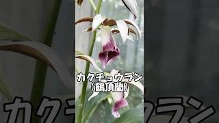 板橋区立熱帯環境植物館で見かけたカクチョウラン（Phaius tankervilleae） [upl. by Aznaed]