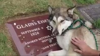 DOG CRYING AT OWNERS GRAVE VIDEO IS FAKE [upl. by Eanert]