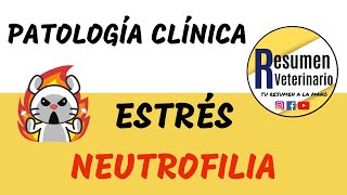 Neutrofilia  Estrés MEDICINA VETERINARIA [upl. by Prissie]