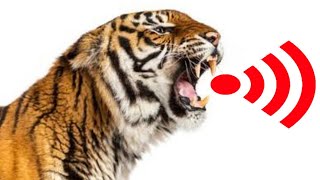 Tiger Roar Sound Effect  Sound of Tiger Growling  Tiger Roar to Attract Animals [upl. by Iniretake]