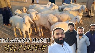 First Time Visit Bakra Mandi Talagang  Qurbani Lovers Collection 202526  Bakra Mandi 2025 [upl. by Heidy]