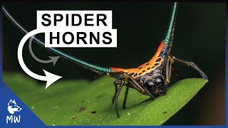 Longhorned Orbweaver Spider  Horniest Spider in the World [upl. by Tito]