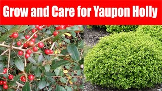 How to Grow and Care for Yaupon Holly [upl. by Keefe]