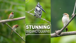 Stunning Bird Photography in Your Local Area  Monsoon 2024 Tips [upl. by Ib]