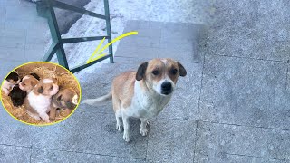 Homeless Mother Dog Waiting At the Door Begging Us to Help Her Puppies Who Were Covered in Snow [upl. by Chenee]