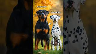 The Insane World of Dog Fusion Hybrids shorts dogs hybrids [upl. by Roobbie127]