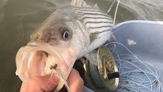 Flats Fly Fishing for Spunky Stripers [upl. by Namyaw265]