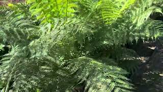 Dicksonia antarctica The New Zealand Tree Fern [upl. by Eserahc]