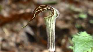 Jack in the Pulpit Arisaema triphyllum [upl. by Ixel]