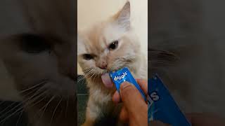 catfood drools chicken paste liked by cat [upl. by Rayham]