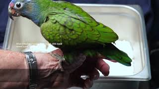 Blue Headed Pionus Male band 162 [upl. by Sara940]