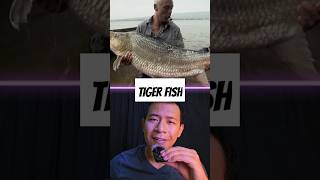 Tiger Fish fish tigerfish rivermonsters wildlife wildanimal shorts youtubeshorts [upl. by Irec]