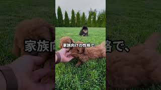 初心者にもおすすめ！購入しやすい人気犬種 [upl. by Aljan]