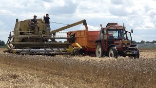 Tarwe dorsen bij Tepper met de New Holland Clayson M140 Armada en Fiatagri trekkers 2022 [upl. by Eimarrej]