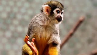 🐒 ¿Qué COMEN los MONOS CAPUCHINOS  Animales Salvajes [upl. by Aicele]