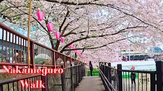 Strolling the Meguro River Sakura Tunnel  A Spring Nakameguro Tokyo walk tour【4K】4202322 [upl. by Lunetta]