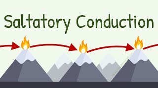 Saltatory conduction in neurons  Human anatomy and physiology  Health amp Medicine  Khan Academy [upl. by Burnard]