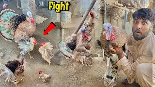 Turkey 🦃 or Fancey Hen key fight ho gi  Shughal mela pet house [upl. by Archer]