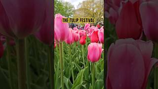 The Tulip Festival 2024 Ottawa youtubeshorts tulip ottawa shortsvideo [upl. by Atiniuq]