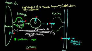 exocytosis vesicular transport [upl. by Enriqueta75]