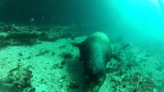 Leão Marinho das Galápagos Zalophus Wollebaeki na Ilha de Cousins  Galápagos [upl. by Wilburn]