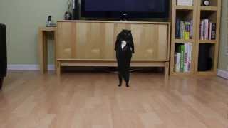 N2 the Talking Cat S3 Ep2  Oppa Gangnam Style [upl. by Jonathan]