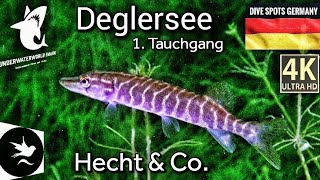 Deglersee 1 Tauchgang 2024  Hecht amp Co  DS Germany 🇩🇪  wasserspatz [upl. by Paik]