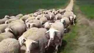 A flock of sheep on the Camino [upl. by Cruickshank295]