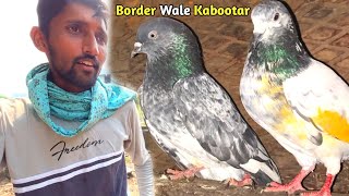 नये कबूतर लेने गया दूसरे शहर 🕊️  New High Flying Pigeon Purchase 🤩  बॉर्डर वाले कबूतर [upl. by Olocin160]