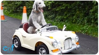 Dog Drives Rolls Royce  Ghost Riding the Whip [upl. by Daniels996]