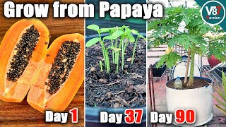 Easy Grow Papaya in Container From Seeds  Grow From Papaya  Part 1 [upl. by Sherard]